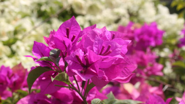 Adobe Stock Title English
Vibrant Magenta Bougainvillea Flowers Blooming in a Tropical Garden with Green Leaves
