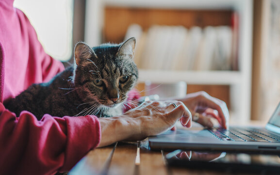 Close up of cute tabby cat sitting on lap with woman hands typing on laptop keyboard