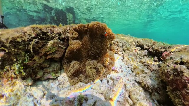 Clownfish finding shelter and protection within the tentacles of its host sea anemone. Displaying a symbiotic relationship in the vibrant underwater ecosystem of Matinloc Island. Palawan. Philippines