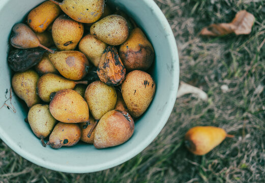 Top view of bucket with harvested garden pears showing rot and climate change damage