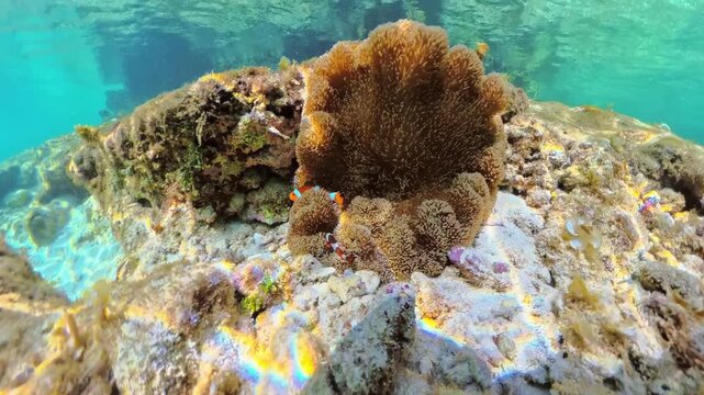Clownfish finding shelter and protection within the tentacles of its host sea anemone. Displaying a symbiotic relationship in the vibrant underwater ecosystem of Matinloc Island. Palawan. Philippines