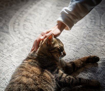 Top view of woman hand gently petting cute tabby cat lying on carpet in sunlight
