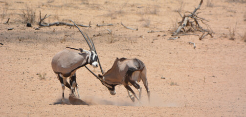 Gemsbok fighting sparring horns locked dust Kalahari © Eddie