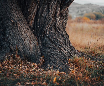 Close up of beautiful entwined willow tree trunks with textured bark in autumn