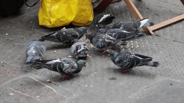 Flock of pigeons eating bread crumbs on stone pavement