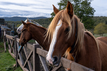 Horses looking over wooden fence in rural countryside farm setting    © Jonatan