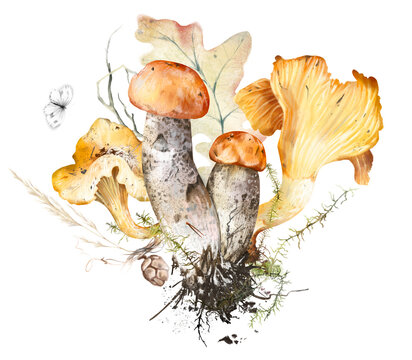 Watercolor hand drawn composition of birch bolete and chanterelle mushrooms with roots, moss, dry grass, butterfly, oak leaf, isolated on white background. Rustic autumn woodland clipart nature design