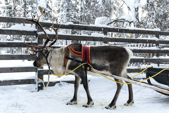 Finnish reindeer harnessed to a wooden sleigh in snow covered corral