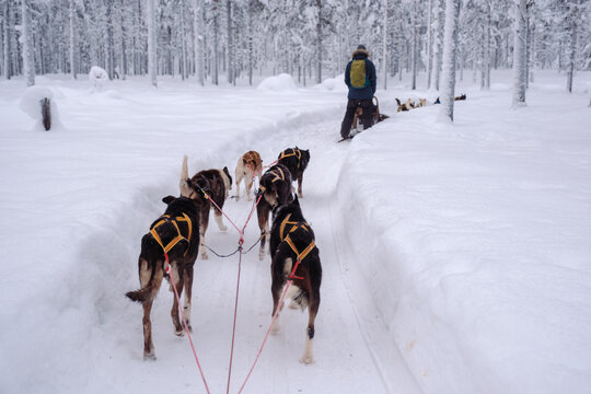 A musher leads a team of sled dogs along a snowy forest trail in Kolari, Finnish Lapland, Finland, during winter, surrounded by frosted trees and deep snow.