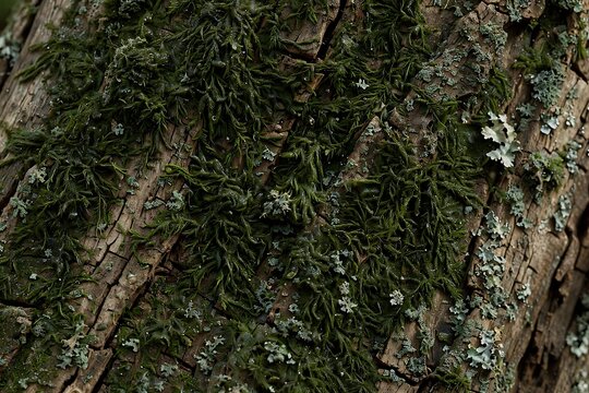 Closeup of vibrant green moss and light grey lichen growing on the textured, weathered bark of an old tree trunk