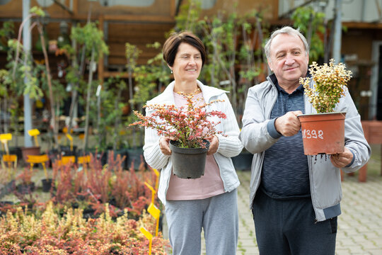 Old man and woman customers inspecting potted bushes while buying plants for their garden in market