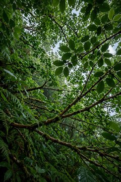 Lush green forest canopy with mossy branches and foliage in a damp, misty environment