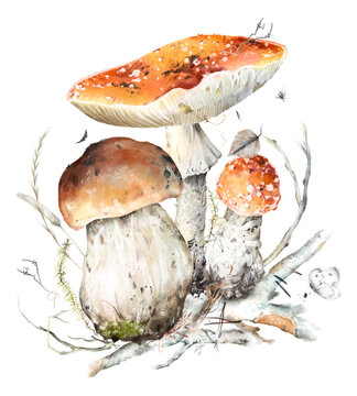 Watercolor hand drawn composition of fly agaric and porcini mushrooms with roots, moss, dry grass, butterfly, isolated on white background. Rustic autumn woodland clipart nature design