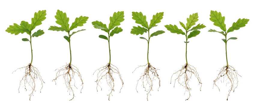 Young oak tree seedling roots set isolated on black background, set of six small oak saplings showing bare root system, leaves, and growth concept for ecology, biology, and environmental progress.