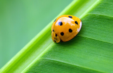 Orange Ladybug Insect Macro Photography on green banana Leaf © NARONG