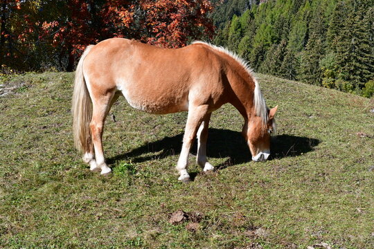 Ein Haflinger Pferd in S&uuml;dtirol 