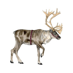 a beautiful reindeer painted in watercolor © Mary