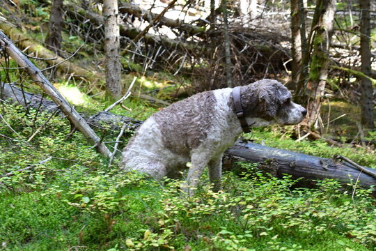 Ein Lagotto Romagnolo Hund wandert in S&uuml;dtirol 