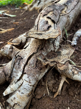  Ganoderma bracket fungus artist conk growing on decayed tree root, brown shelf mushroom on rotting wood trunk in forest soil, Ganoderma applanatum