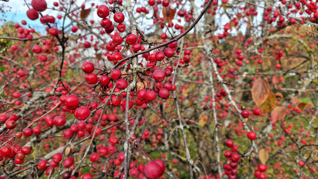 Red ornamental crabapples  on tree branches in October autumn garden. Selective focus.