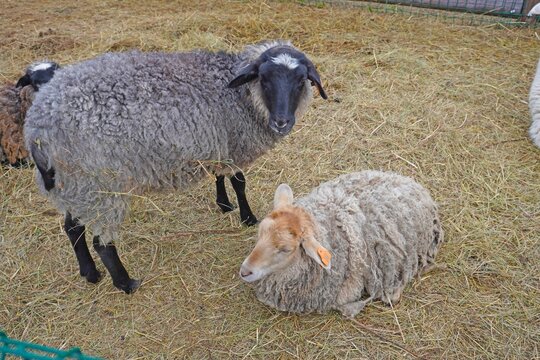 Three sheep in a pen with hay and straw. One standing gray sheep with black legs, one lying down, and partial view of another. Rural farm, livestock, agriculture concept.