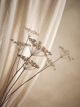 Dried umbellifer flower stems against soft beige linen curtain background