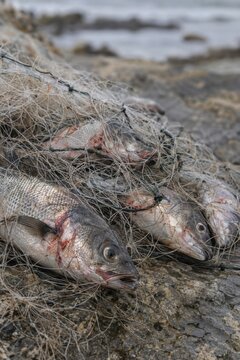 Dead fish tangled in discarded fishing net on rocky shoreline beside the water