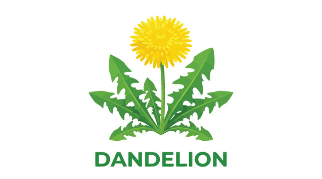 Vibrant yellow dandelion flower vector illustration featuring bright green leaves