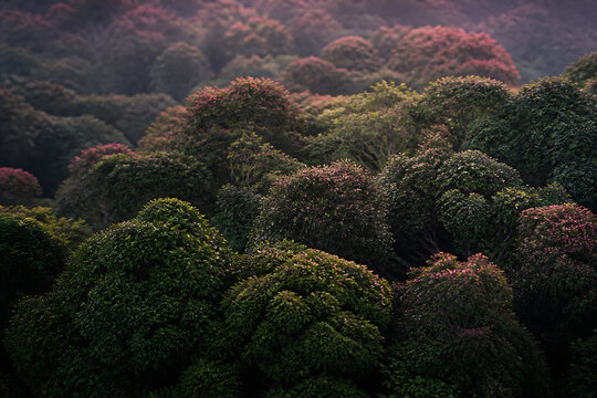 Dense, misty forest with varied green and reddish-brown foliage under a muted sky.