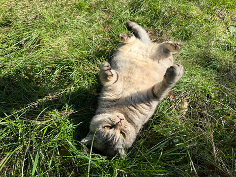 The cat is lying on its back in the grass.