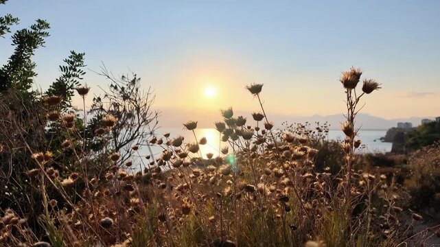 Backlit dry wild thistles on a coastal cliff with the setting sun over the sea.