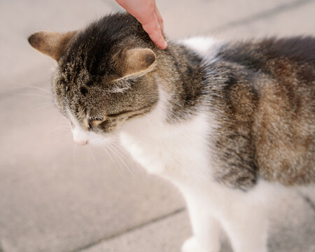 Close-up photo of a human hand gently petting a fluffy tabby and white cat on the head, capturing love for animals, care, and tenderness