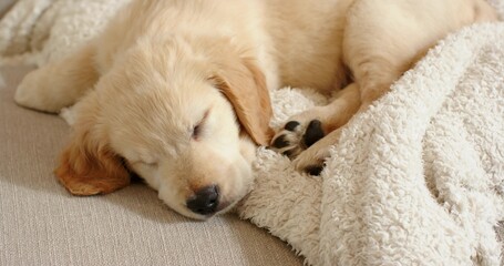 Cream puppy sleeping on beige sofa, nestling against off-white fleece throw, dark paw pads peeking © WavebreakMediaMicro