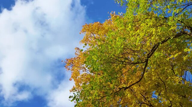 Golden and green autumn tree crown swaying in the wind against blue cloudy sky.