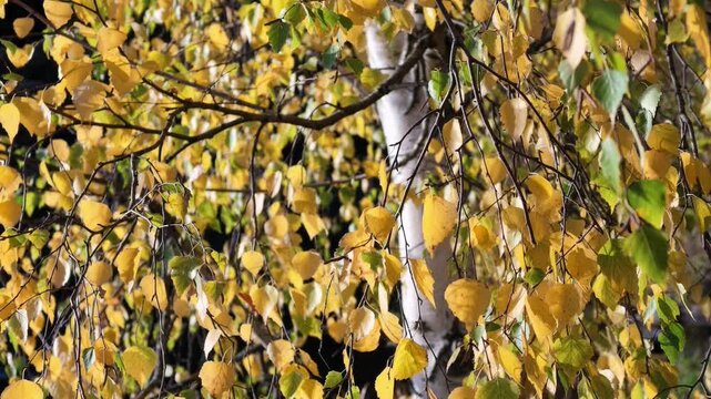 Camera tilts up along autumn birches with yellow hanging leaves over a blue lake.