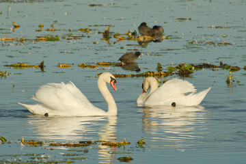 Two mute swans swimming close together among scattered aquatic vegetation © in_colors