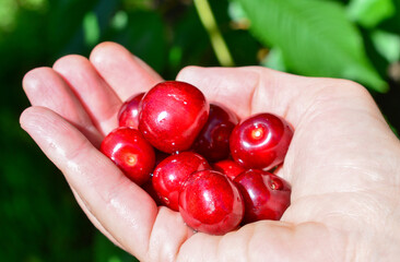 Hand Holding Fresh Red Cherries, macro © Irina