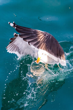 Seabird splashing down into deep turquoise water with wings raised