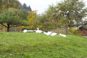 Flock of white geese on meadow with fruit trees in the background on an autumn day at Swiss city of Zürich. Photo taken October 20th, 2026, Zurich Schwamendingen, Switzerland. © Michael Derrer Fuchs
