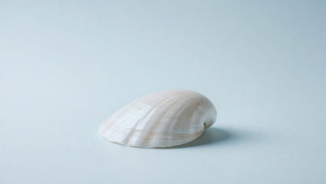 White seashell on pale blue background