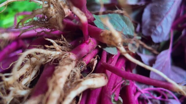 Fresh Red Amaranth Plant Roots Close Up Slide In Shot