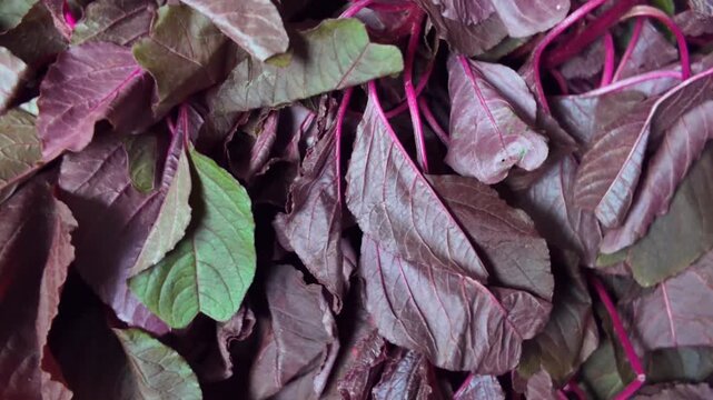 Fresh Red Amaranth Leaves Rotating Close Up