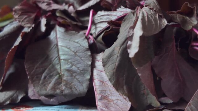 Fresh Red Amaranth Leaves Pan Right to Left Close Up