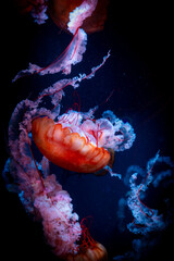 Orange jellyfish with flowing tentacles against a dark background © じゅんじゅん