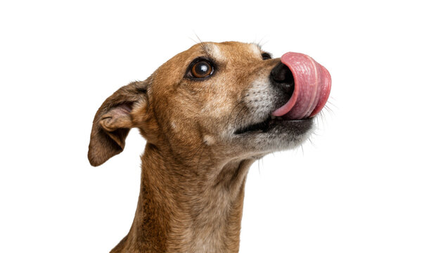 Brown dog with tongue out licking nose, isolated on transparent background