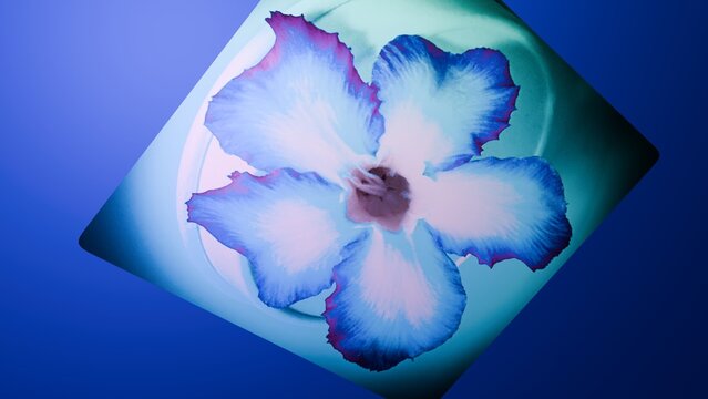 Abstract artistic floral graphics featuring an inverted blue adenium frangipani flower on a vibrant gradient background for modern creative concepts
