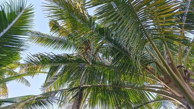 A low-angle view showing a coconut tree with green fronds and coconuts, set against a bright blue sky. Summer vacation concept.
