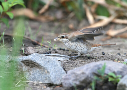 Juvenile Red-backed Shrike (Lanius collurio) fluttering its wings near a shallow water dish on the ground.