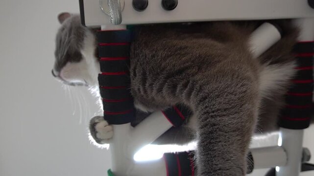 A grey domestic cat lies on the horizontal bar, bottom view. The cat is gnawing on the turnstile. Close-up, background light, white interior.