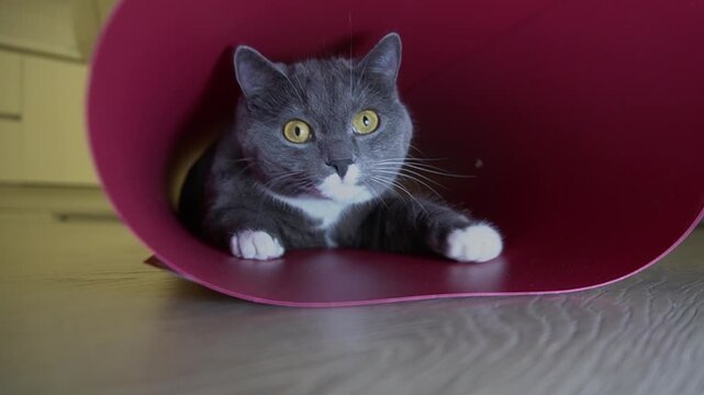 A gray domestic cat inside a red roll of wallpaper. Low shooting point, yellow eyes and white paws, interior, floor.